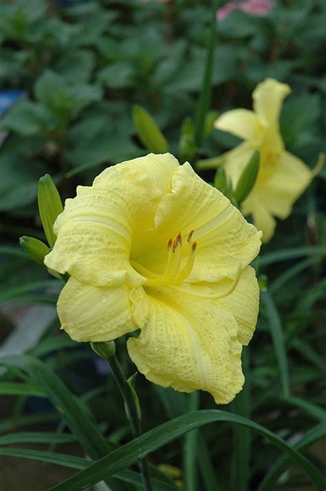 Going Bananas Daylily Hemerocallis Going Bananas At Sargents