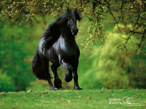 Friesian Horse Wallpapers - Wallpaper Cave