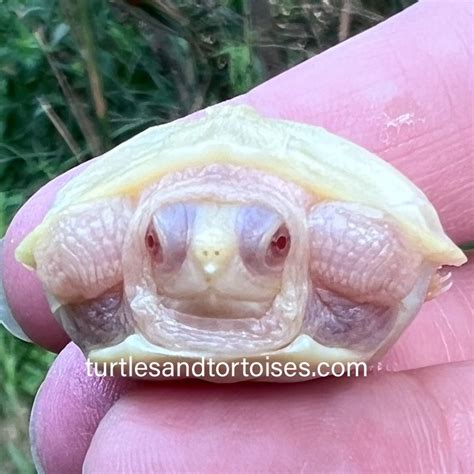 Albino Softshell Turtle