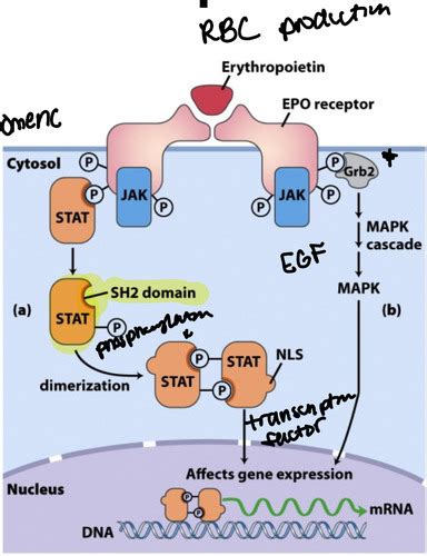 Session 3 Signal Transduction II Flashcards Quizlet