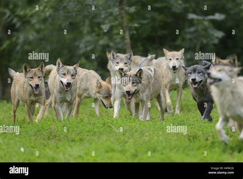 Pack Of Wolves Running