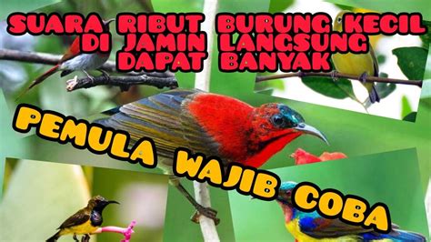 Suara Pikat Semua Jenis Burung Youtube