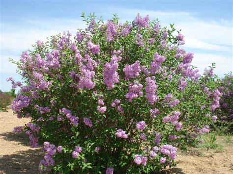 Persian Lilac