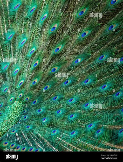 Indian Peacock feather dance, Indian Peacock feather show, Indian ...