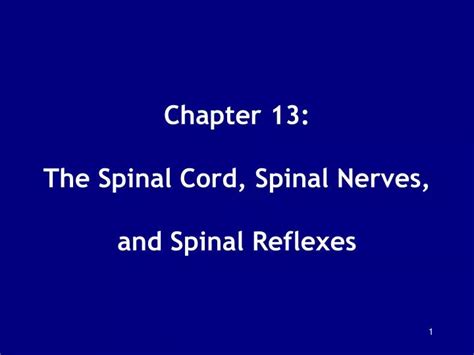 PPT Chapter 13 The Spinal Cord Spinal Nerves And Spinal Reflexes