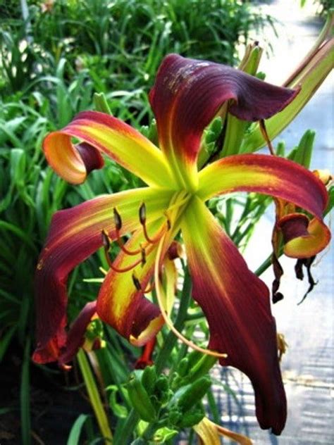 Reblooming Spider Daylily Dancing On Air Hemerocallis Daylily Root