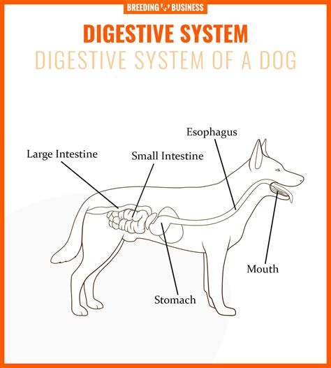 Dog Digestive System - Organs, Hormones, Gut Health & FAQs