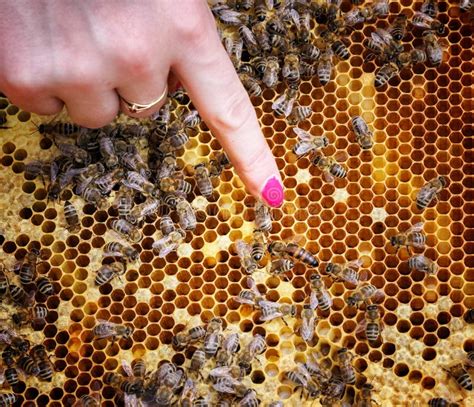 Queen Bee In A Beehive Laying Eggs Supported By Worker Bees Stock Image Image Of House Honey