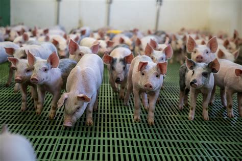 Weaning Management 4 8 Management Of Piglets After Weaning PIC UK