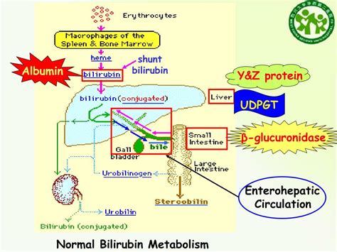 Ppt The Metabolic Characteristics Of Bilirubin In Newborns Powerpoint