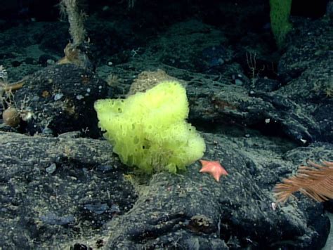 Real Life Spongebob And Patrick Captured By Deep Sea Camera Petapixel