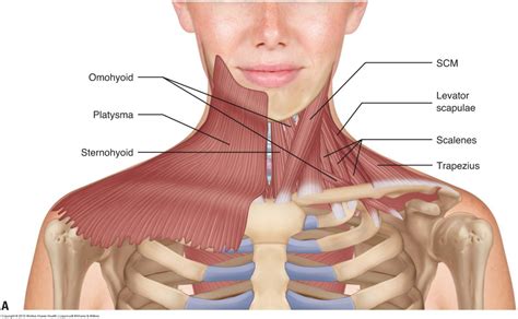 muscles   neck musculature   cervical spine