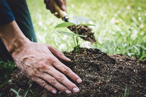 Bone Meal vs Blood Meal. What’s the difference? – P. Allen Smith