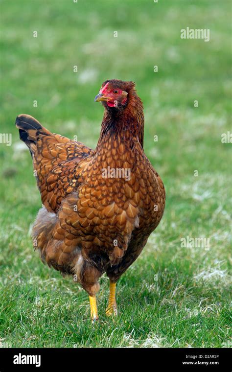 Domestic Chicken Gallus Gallus Domesticus Hen Portrait At Poultry