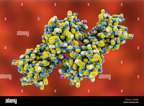 Molecular model of the snake venom toxin convulxin, found in the ...