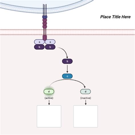 Intercellular Signaling Between 2 Cells Layout BioRender Science