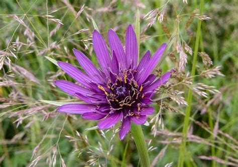 Salsify Flower Bloom Free Photo On Pixabay Pixabay