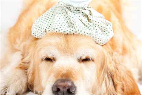 Adenovirus 1 In Dogs Symptoms Causes Diagnosis Treatment Recovery