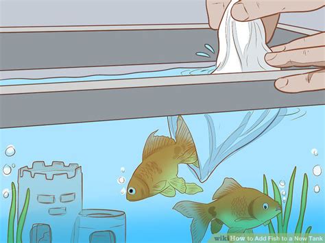 how to add new fish to a tank