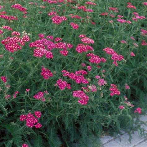 Achillea Millefolium Cerise Queen Yarrow Cerise Queen Herbaceous