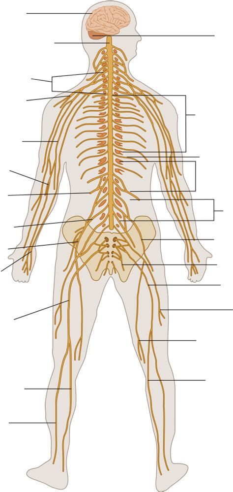 Download Te Nervous System Diagram Unlabeled Nervous System Grade 10