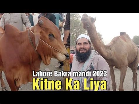 Kitne Ka Liya Qurbani Ka Janwar Desi Bakre Bachre Bakra Eid