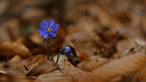 Obrazy Natury Przylaszczka Pospolita Hepatica Nobilis