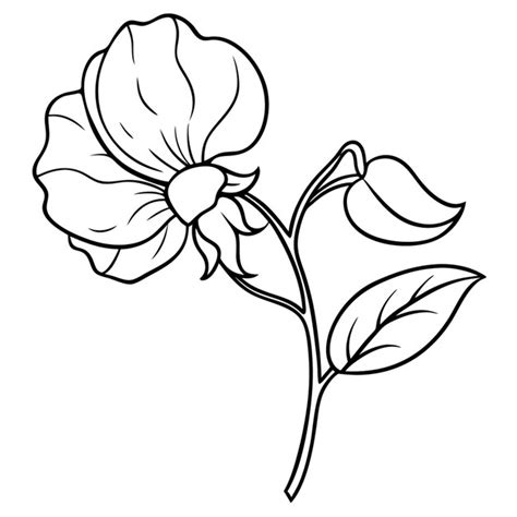 Single Sweet Peas Blossom Vector Illustration Line Art Premium Ai