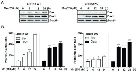 Lrrk2 Deletion Attenuates Mn Induced Pro Apoptotic Protein Levels A