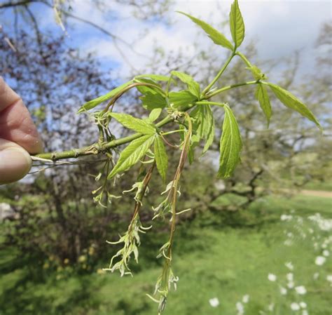 Box Elder - Tree Guide UK Box Elder tree identification