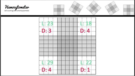 😀 Haemocytometer Principle Cell Counting With A Hemocytometer Easy As