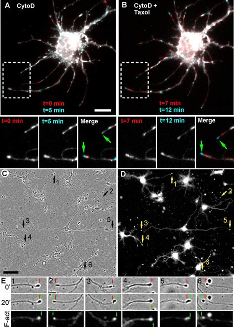 Neurite Outgrowth In The Presence Of Cytod And Taxol A B Neurons