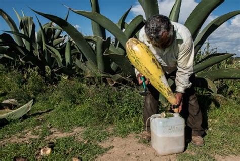 El Pulque Periodo Prehisp Nico Or Genes Y Derivados La Regi N Tula