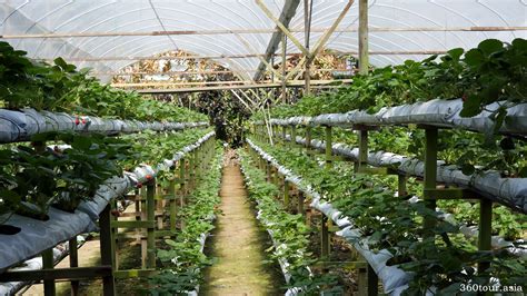 Genting Highlands Strawberry Leisure Farm At Genting Highlands