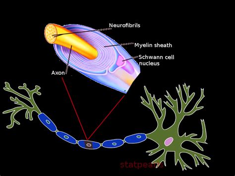 Histology Myelin Article