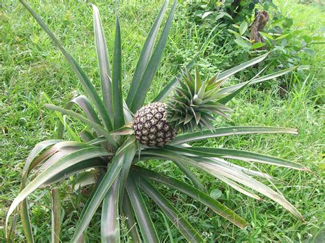 Ananas Conseil Jardinage Application En Phytothérapie Et Recette De