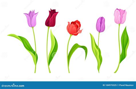 Cup-shaped Tulip Flowers with Bright Actinomorphic Buds on Green Stem with Cauline Leaves Vector ...