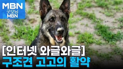 인터넷 와글와글 실종자 2명 구조한 119구조견 고고 굿모닝 Mbn Youtube