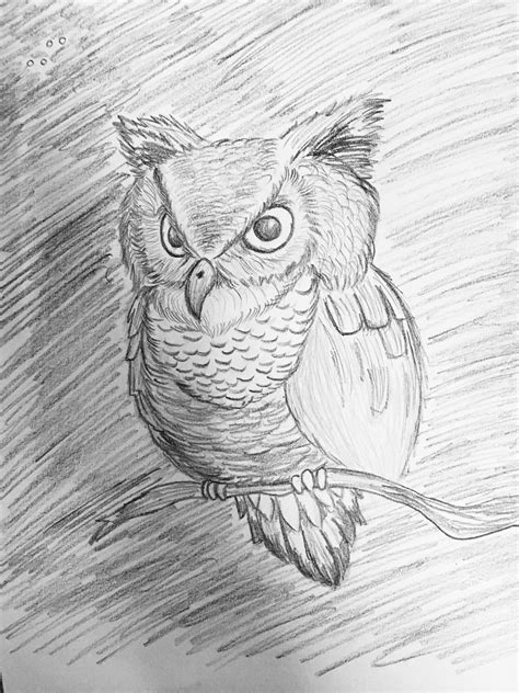 Owl Pencil Drawing