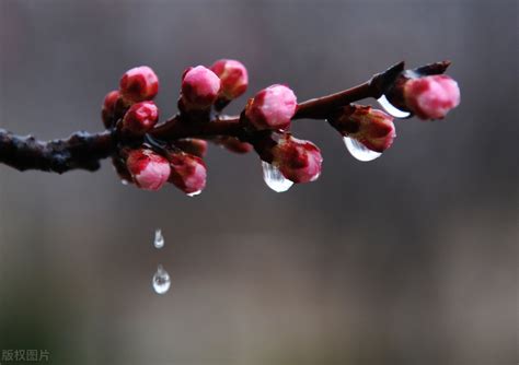 描写春雨的诗句有哪些（描写春天的雨的诗句） 蔚特号