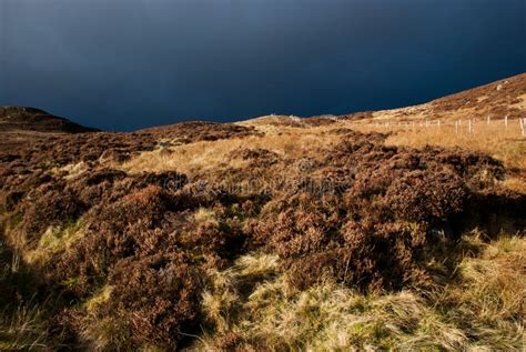 Heather Flower Plant In The Scottish Highlands Stock Photo Image Of