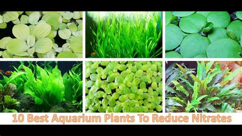 Top 10 Best Freshwater Aquarium Plants To Reduce Nitrates Youtube