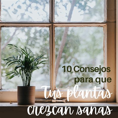 Consejos Para Que Tus Plantas Crezcan Sanas I Serlico