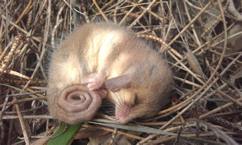 Western Pygmy Possum • ReWild Perth