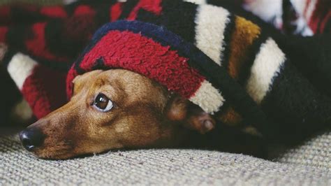 how to know if my dog has cancer