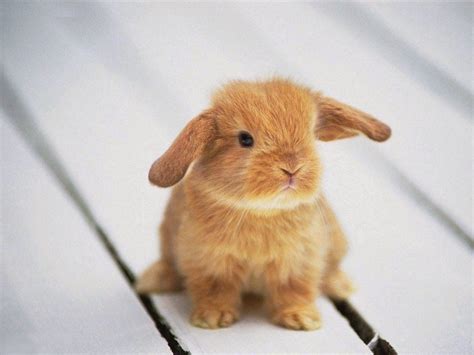 Imagenes De Conejos Fotografia Tiernisimo Conejito Bebe