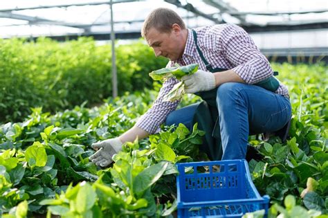 How To Harvest Spinach Without Killing The Plant Proper Harvesting