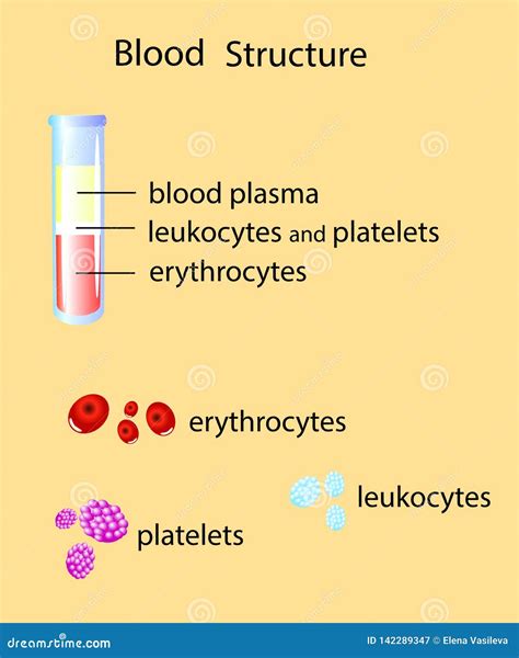 Composition Of Whole Blood Isolated Vector Illustration Stock Vector