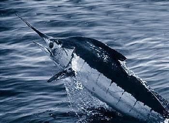 Marlin - Alchetron, The Free Social Encyclopedia