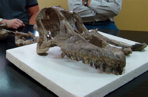 Meet The Sarmientosaurus Paleontologists Unearth Skull Of A Newly